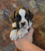 Recon x Stella puppy